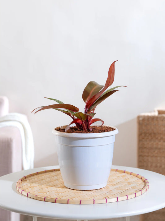 Philodendron Black Cardinal Hybrid