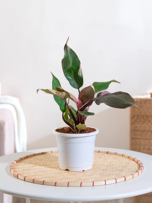 Philodendron Pink Princess