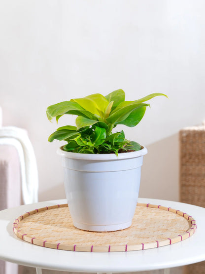 Philodendron Moonshine