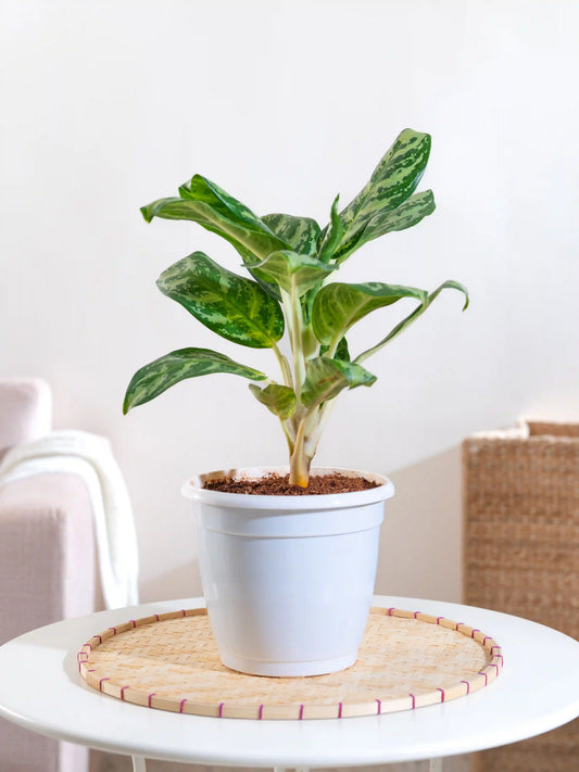 Aglaonema Silver Queen