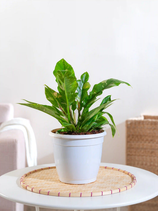 Philodendron Ring of Fire Variegated