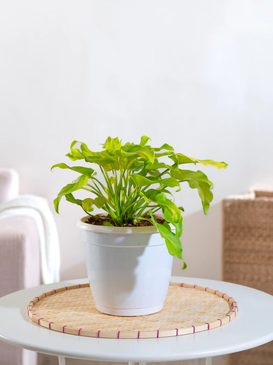 Philodendron Xanadu Golden