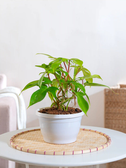 Philodendron Squamiferum