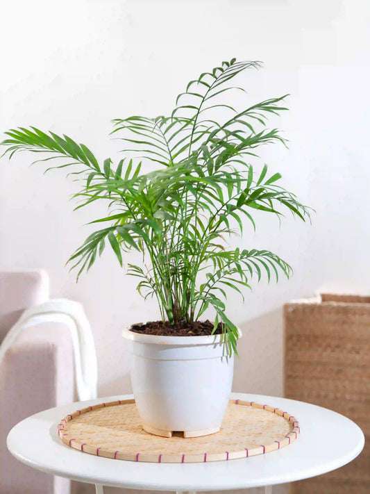 Chamaedorea Palm