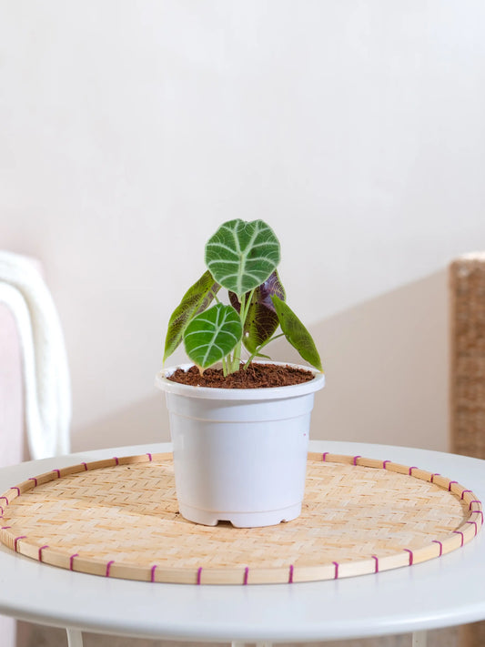 Alocasia Watsoniana