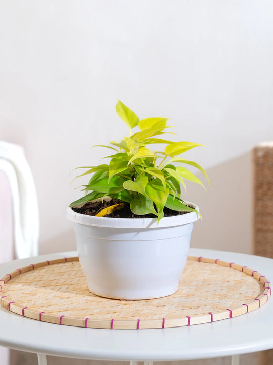 Philodendron Oxycardium Gold