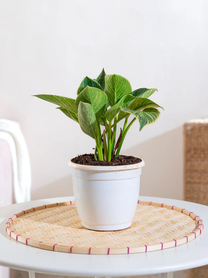 Philodendron Birkin