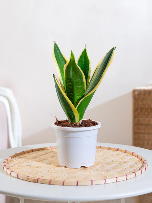 Snake Plant - Sansevieria Black Jack