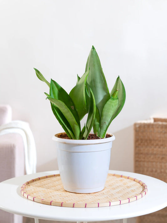 Snake Plant - Sansevieria Moonshine