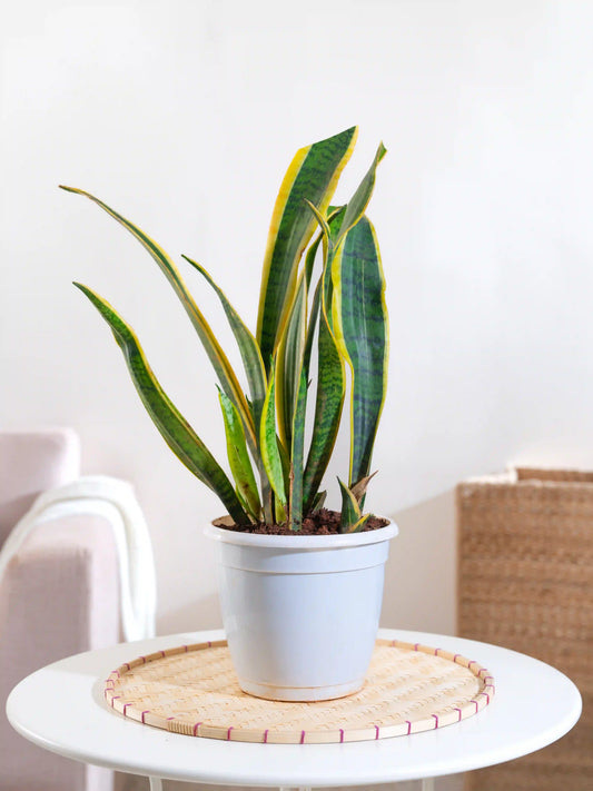 Snake Plant - Sansevieria Laurentii