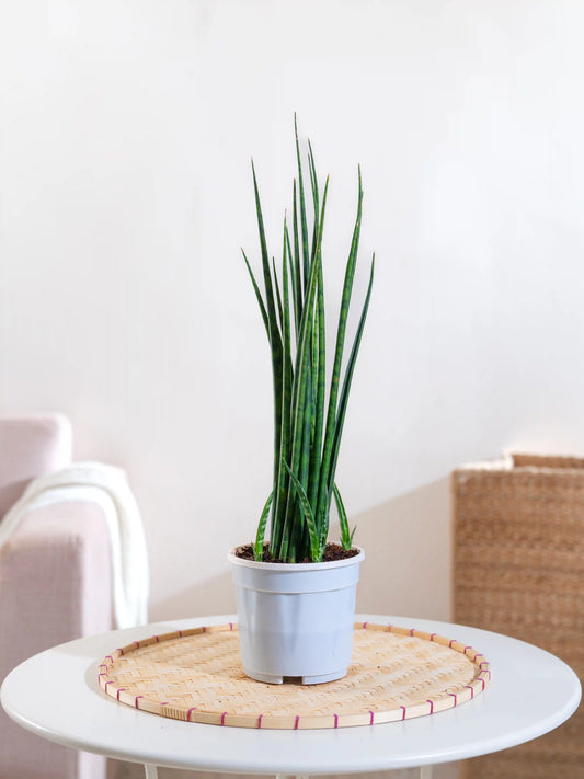 Snake Plant - Sansevieria Fernwood