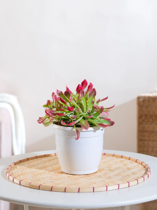 Monoadenium Stapelioides Succulent