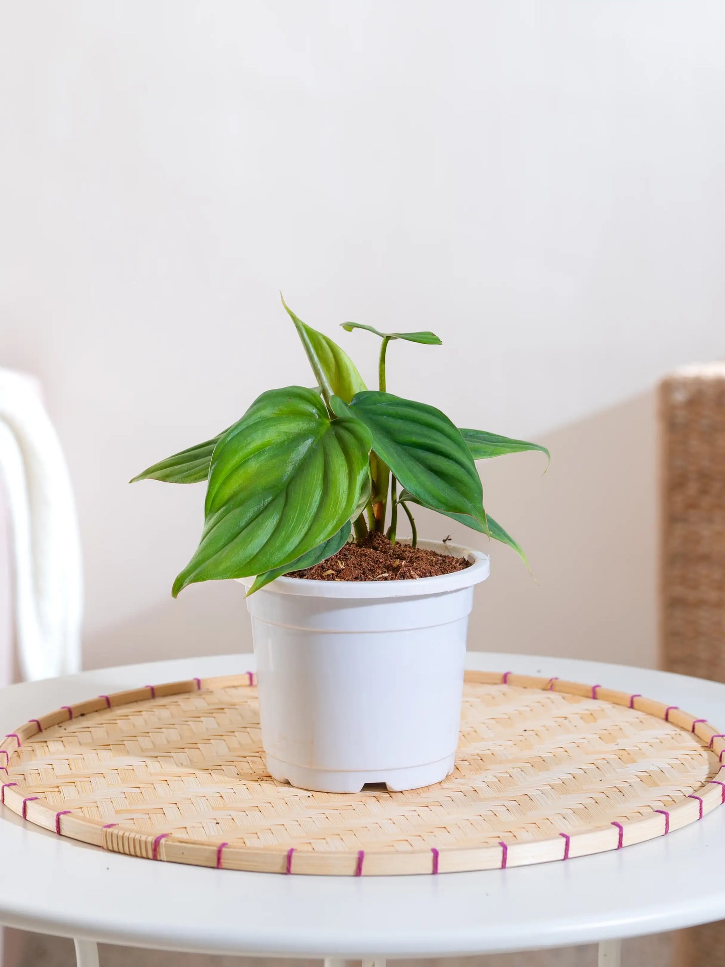 Philodendron Brandtianum
