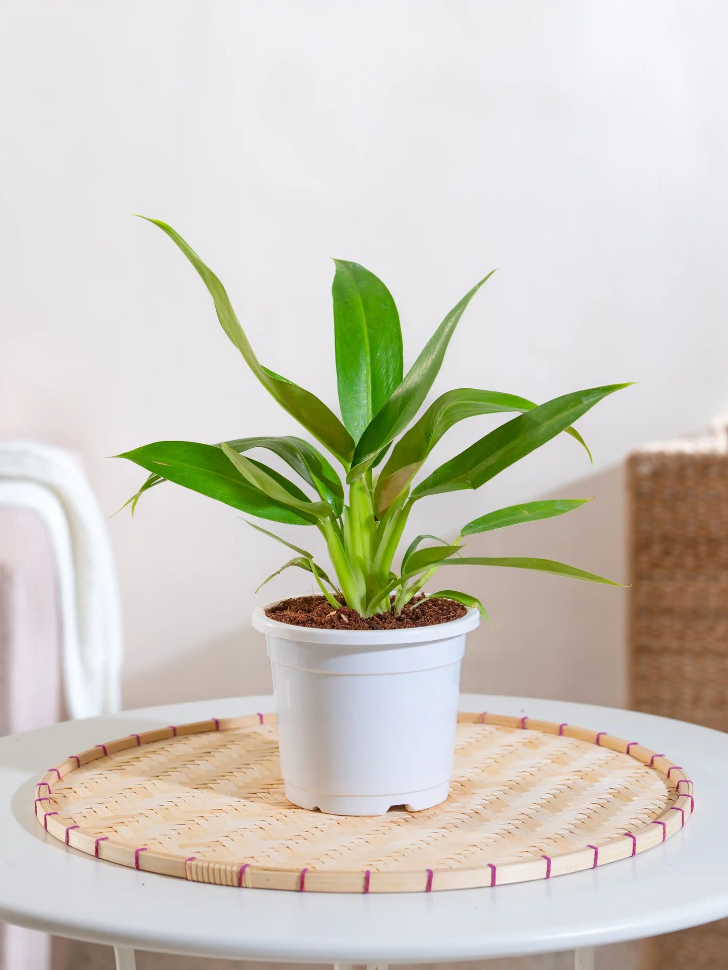 Philodendron Martiana
