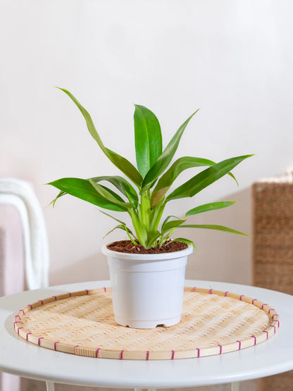 Philodendron Martiana