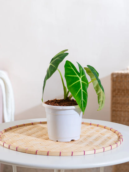Alocasia Frydek