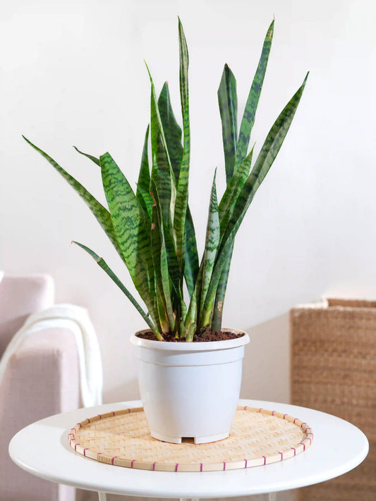 Snake Plant - Sansevieria Zeylanica