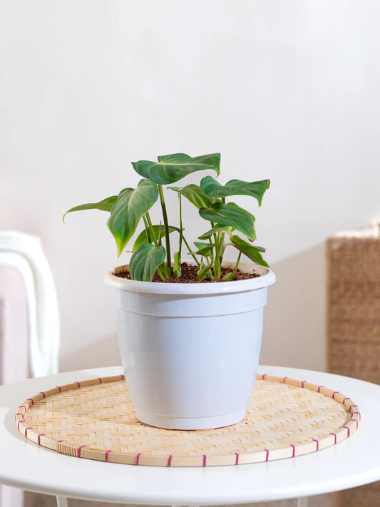 Philodendron Gloriosum
