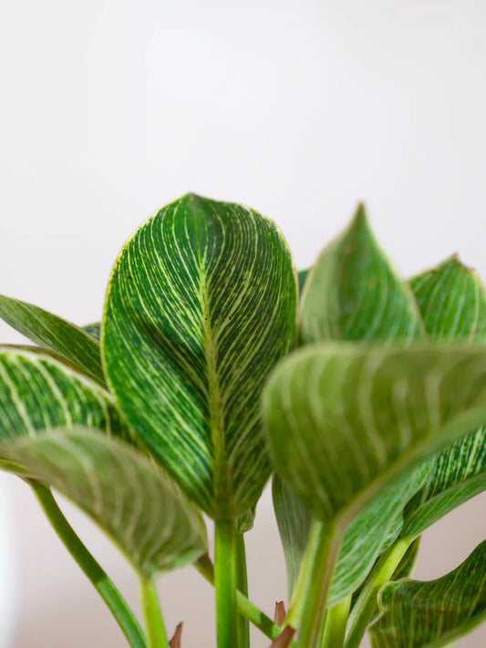 Philodendron Birkin
