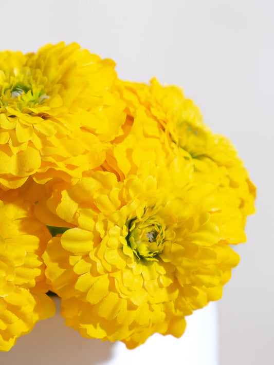 Asters