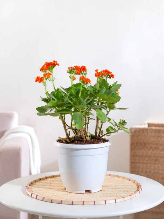 Kalanchoe