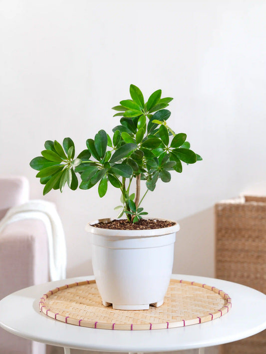 Green Schefflera