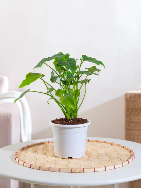 Philodendron Xanadu