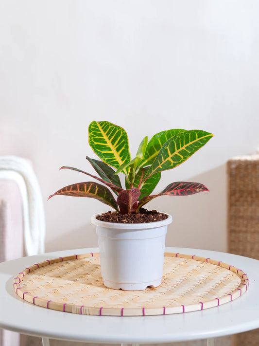 Croton Petra