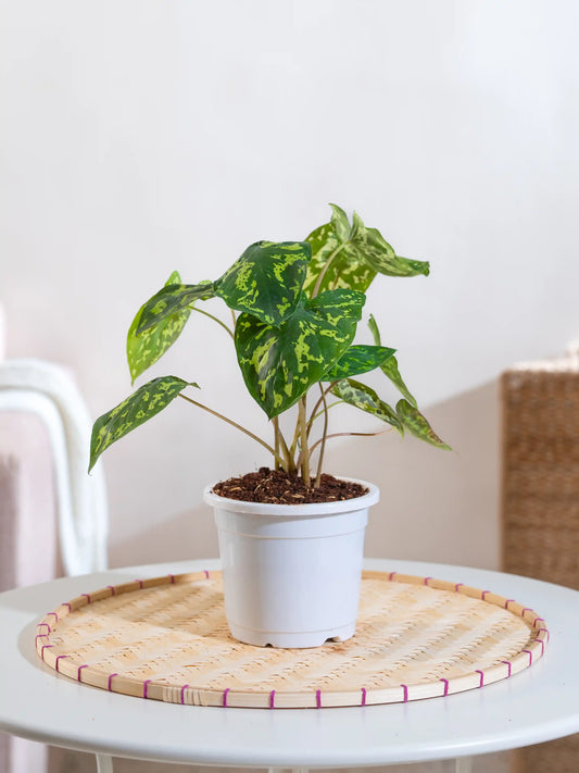 Alocasia Hilo Beauty