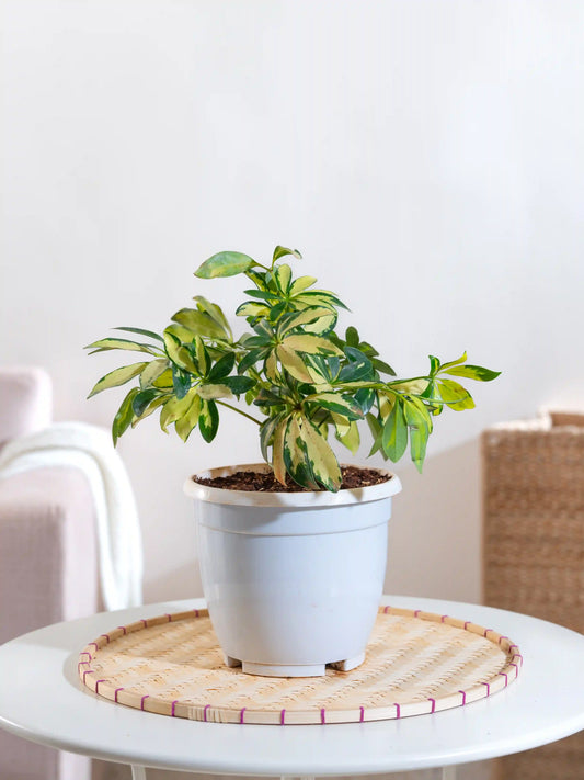 Schefflera Variegated