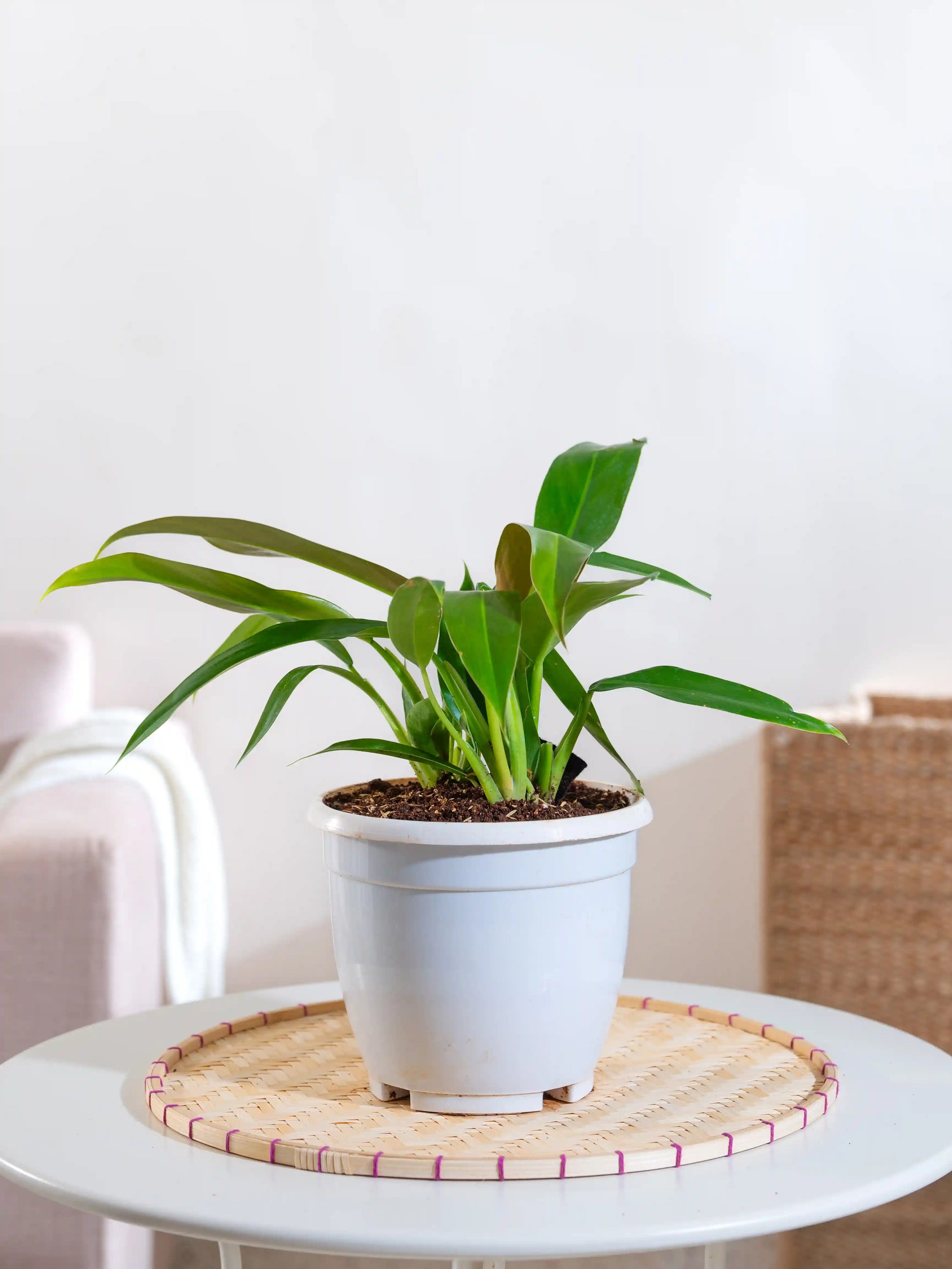 lil phil philodendron Philodendron Little Phil – Fiora