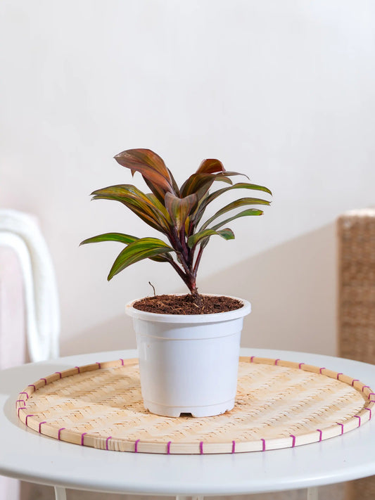 Cordyline Fruticosa Ruby