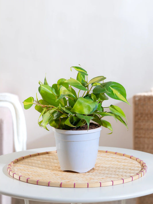 Philodendron Brasil Oxycardium Green Variegated