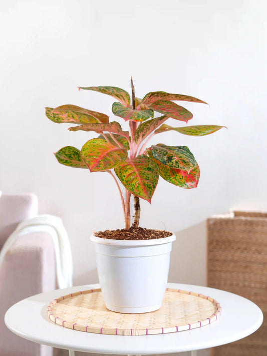 Aglaonema Prestige