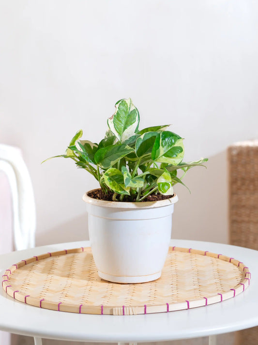 Money Plant N'Joy