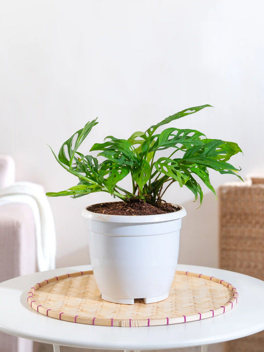Broken Heart Monstera