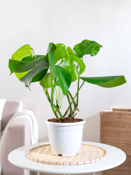 Monstera Deliciosa