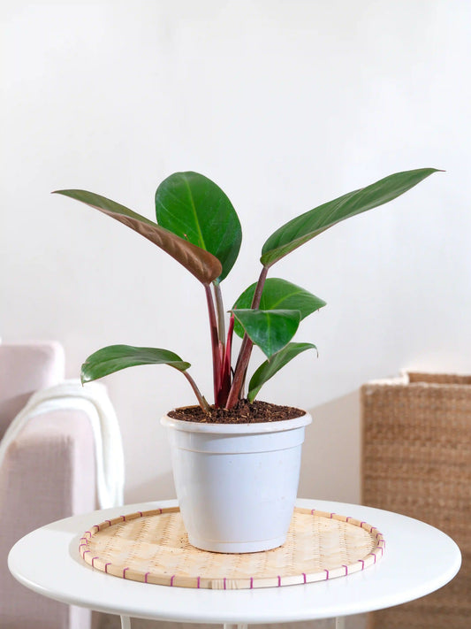 Philodendron Red Congo
