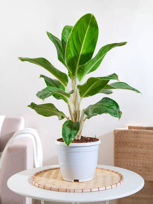 Aglaonema Ice