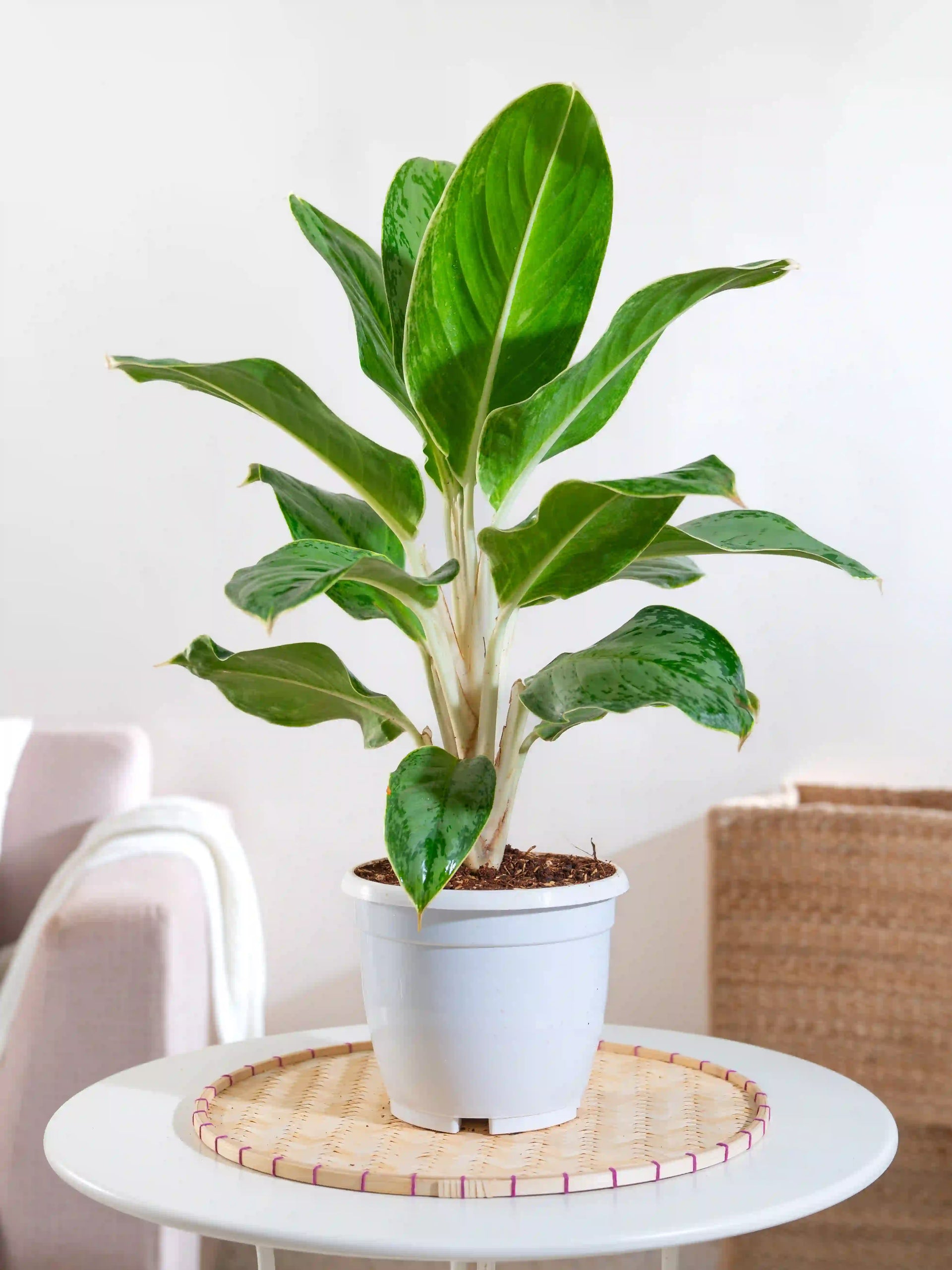 aglaonema ice cream Aglaonema Ice – Fiora
