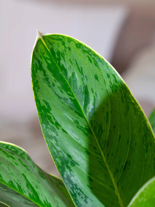 Aglaonema Ice