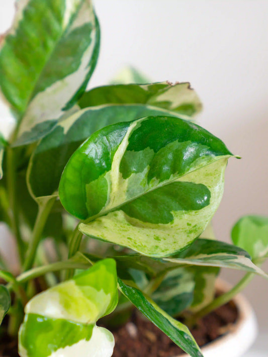 Money Plant N'Joy