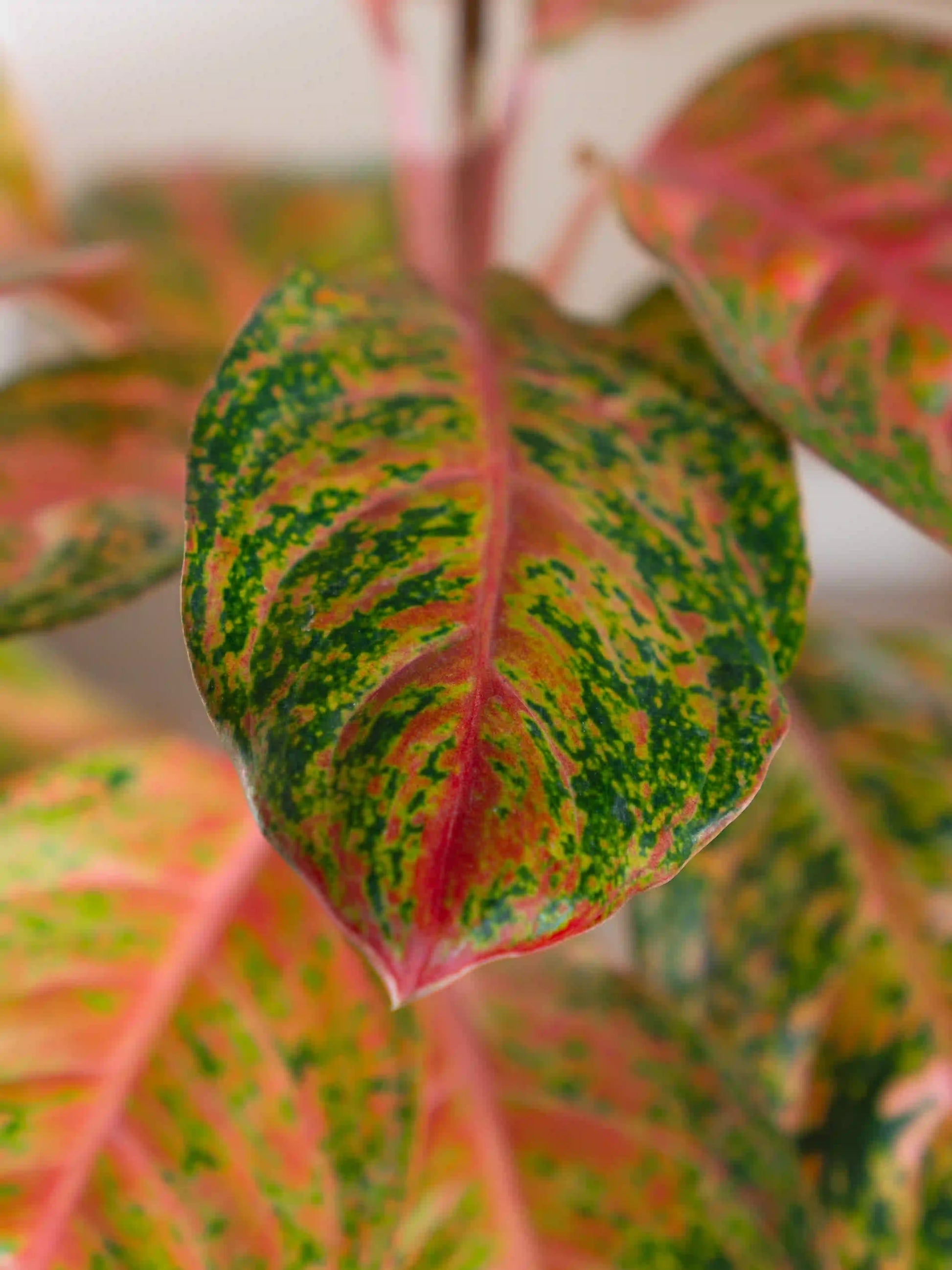 prestige aglaonema Aglaonema Prestige – Fiora
