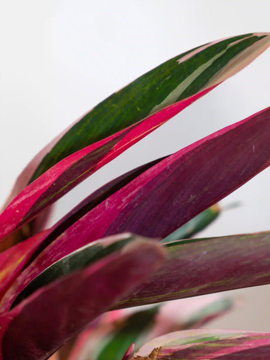 Stromanthe Triostar