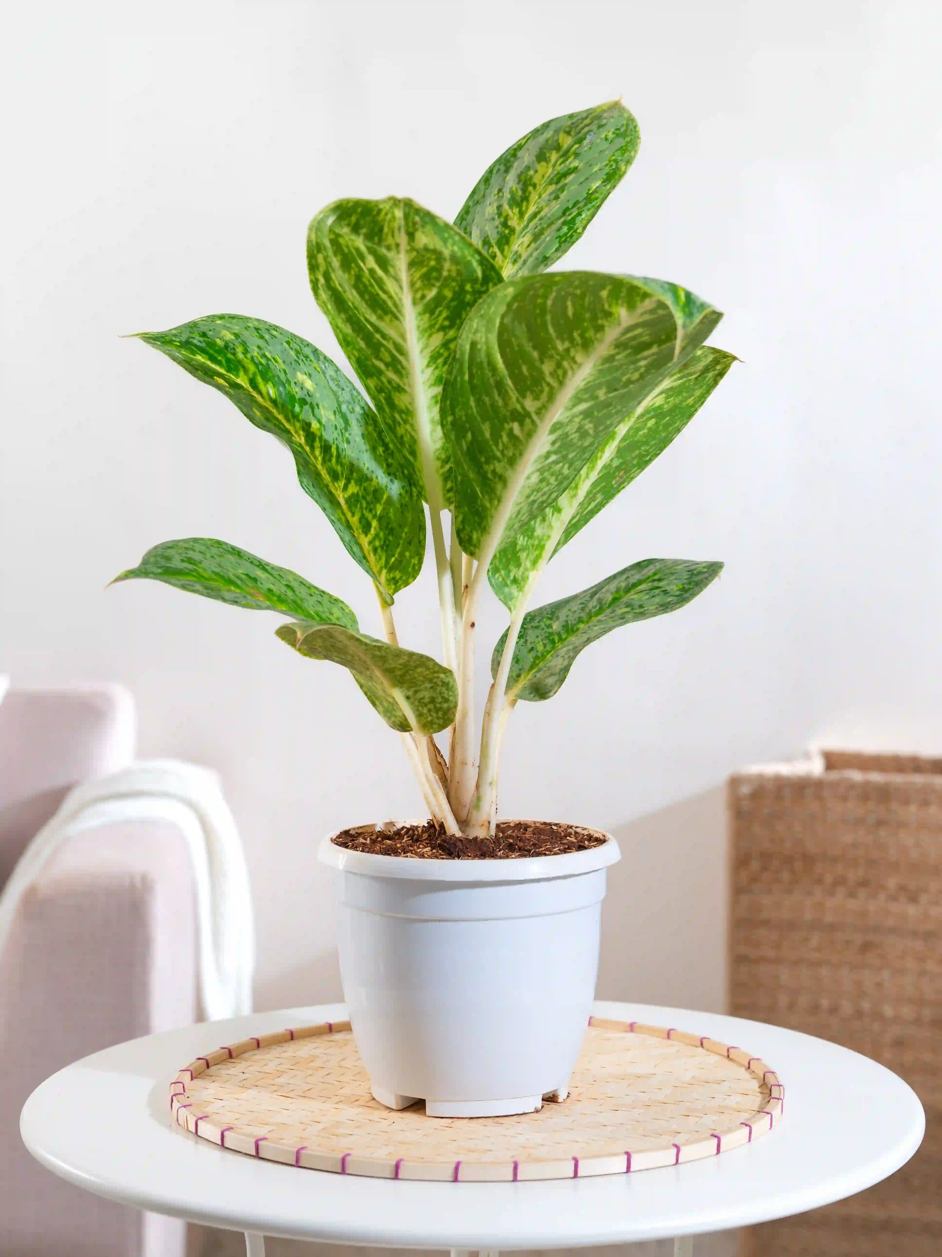 Aglaonema Butterfly – Fiora
