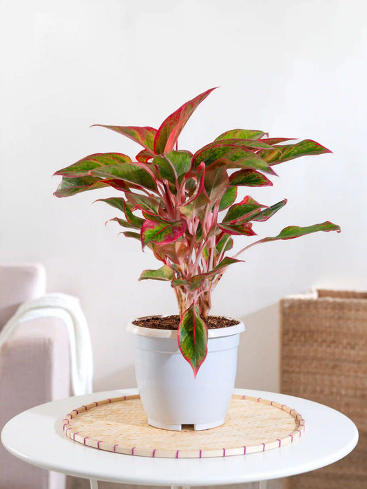 Aglaonema Red