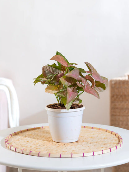 Syngonium Pink