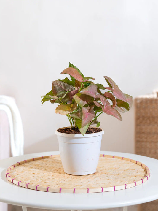 Syngonium Pink