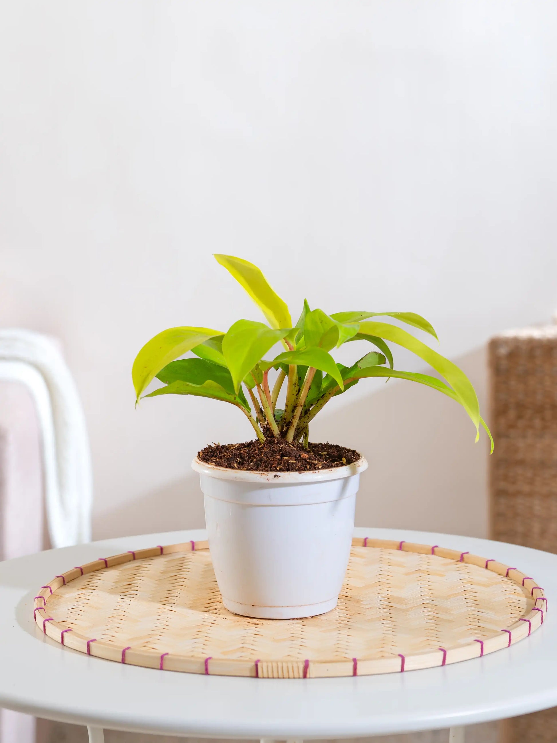philodendron ceylon gold Philodendron Ceylon Gold – Fiora