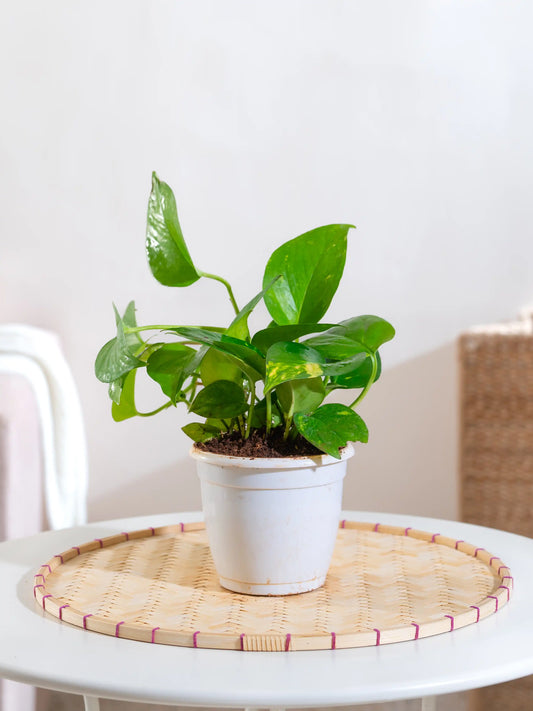 Money Plant Green Variegated